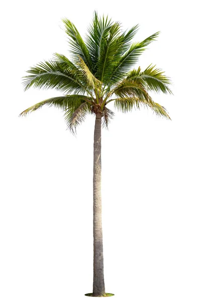 Coconut Palm Träd Isolerad Vit Bakgrund — Stockfoto