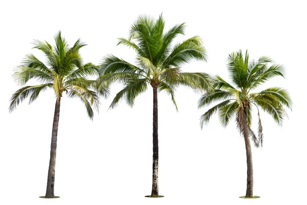 Palmera Coco Aislada Sobre Fondo Blanco — Foto de Stock