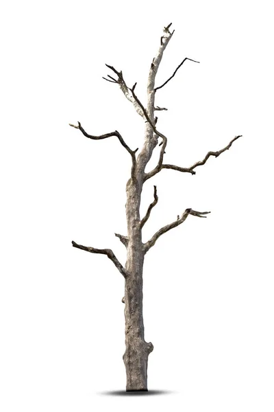 Arbre Vieux Mort Isolé Sur Fond Blanc — Photo