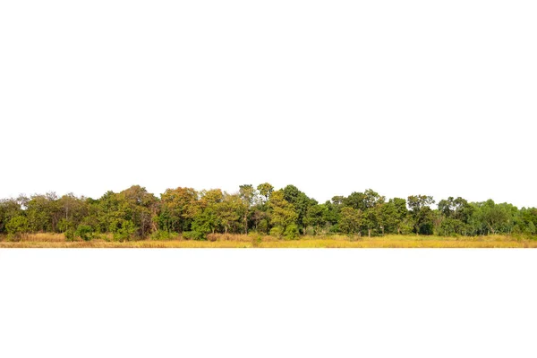 Tree Line Isolated White Background Group Tree Isolated White — Stock Photo, Image