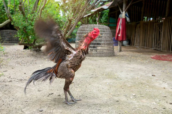 Gallos Juego Tailandeses Sobre Fondo Bosque Natural Pollos Lucha Están — Foto de Stock