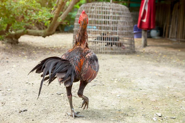 Tailandés Lucha Polla Pie Tailandés Granja Tailandia — Foto de Stock