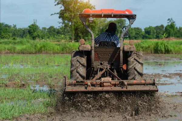 Agricultura Arrozal Con Tractor Coche Naturaleza Fondo — Foto de Stock