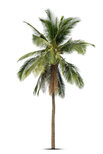 Palmera Coco Aislada Sobre Fondo Blanco Palmera Contra Fondo Blanco — Foto de Stock