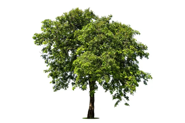 Izolowane Zielone Drzewo Białym Tle Drzewa Odizolowane Białym Tle Tropikalne — Zdjęcie stockowe