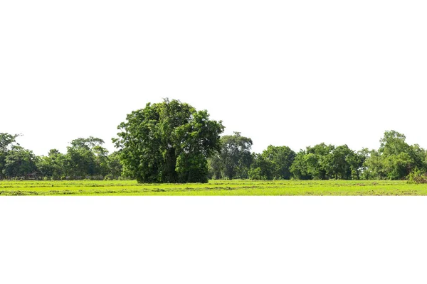 Över Högupplöst Treeline Isolerad Vit Bakgrund Gröna Träd Skog Och — Stockfoto