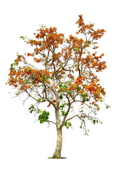 Oranje Bloem Van Grote Palas Boom Bloeide Pala Bloem Geïsoleerd — Stockfoto