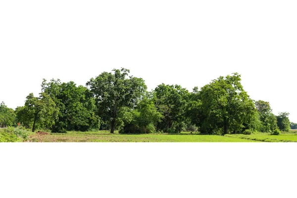 Pohled Vysoké Rozlišení Treeline Izolované Bílém Pozadí Zelené Stromy Les — Stock fotografie