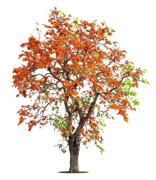 Flame Tree Royal Poinciana Flame Boyant 배경에 상록수 식물이다 — 스톡 사진
