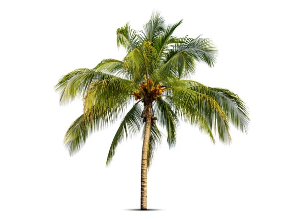Coconut Palm Tree Isolated White Background — Stock Photo, Image