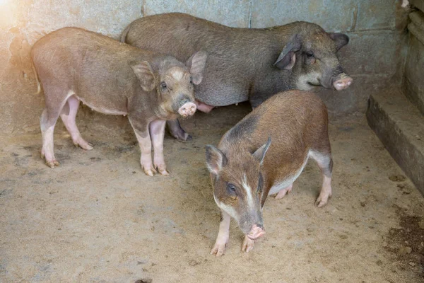 Javali Selvagem Marrom Javalis Com Leitões Uma Jaula — Fotografia de Stock