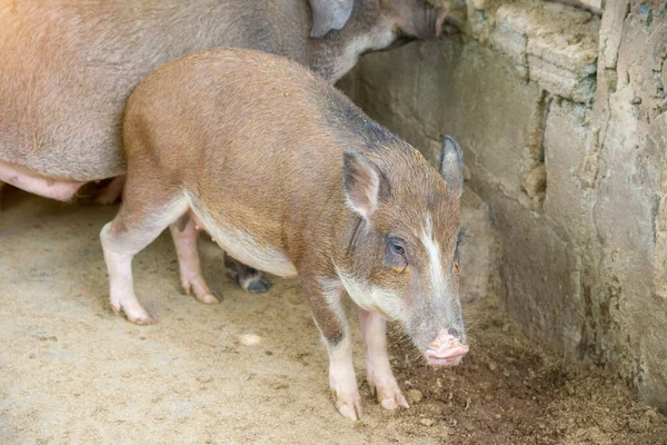 Brown wild boar boars with piglets in a cage.