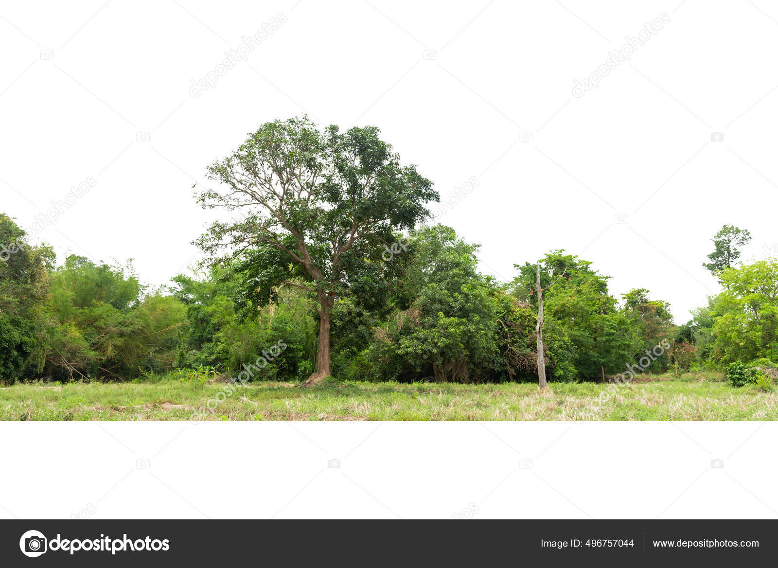 View High Definition Treeline Isolated White Background Green
