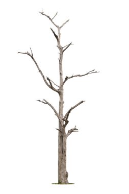 Beyaz arkaplanda izole edilmiş ölü ağaç, kırpma yolu.