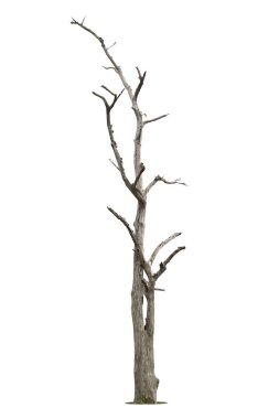 Beyaz arkaplanda izole edilmiş kırpma yolu olan ölü ağaç.