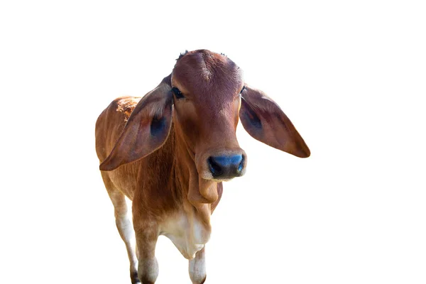 Vacas Sobre Fundo Branco Clipping Path — Fotografia de Stock