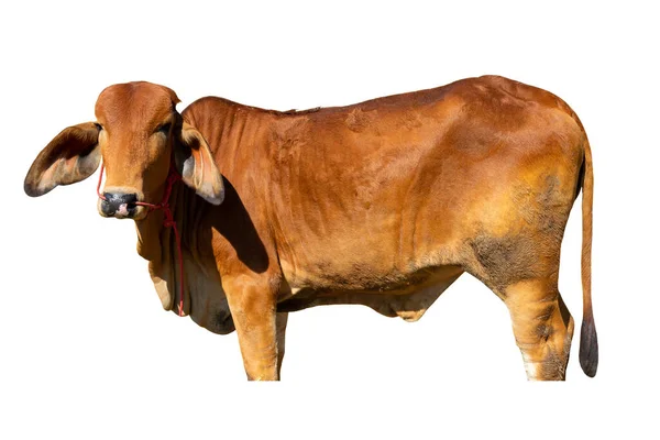 Vacas Sobre Fundo Branco Clipping Path — Fotografia de Stock