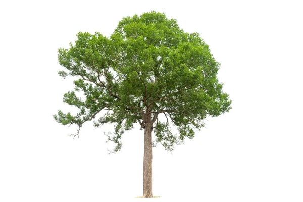 Isolierter Grüner Baum Auf Weißem Hintergrund Isolierte Bäume Auf Weißem — Stockfoto