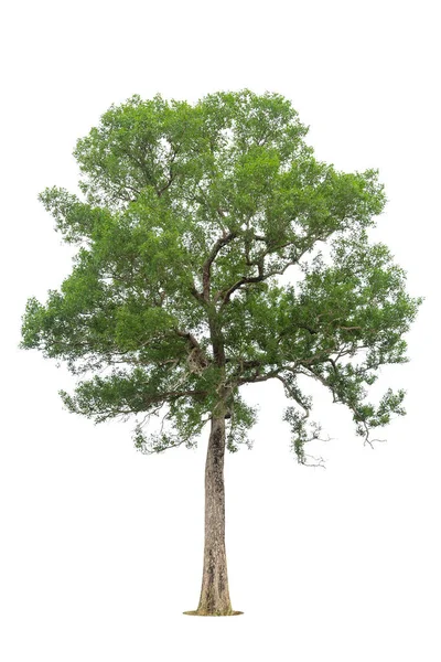 Isolierter Grüner Baum Auf Weißem Hintergrund Isolierte Bäume Auf Weißem — Stockfoto