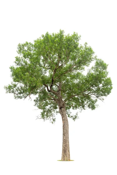 Isolierter Grüner Baum Auf Weißem Hintergrund Isolierte Bäume Auf Weißem — Stockfoto