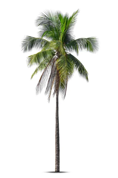 Kokospalme Isoliert Auf Weißem Hintergrund Palme Vor Weißem Hintergrund — Stockfoto