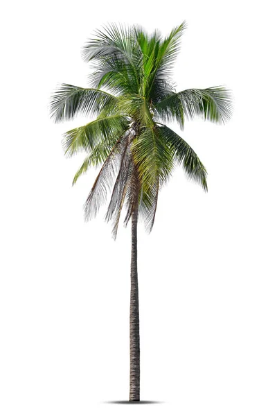 Palmera Coco Aislada Sobre Fondo Blanco Palmera Contra Fondo Blanco — Foto de Stock