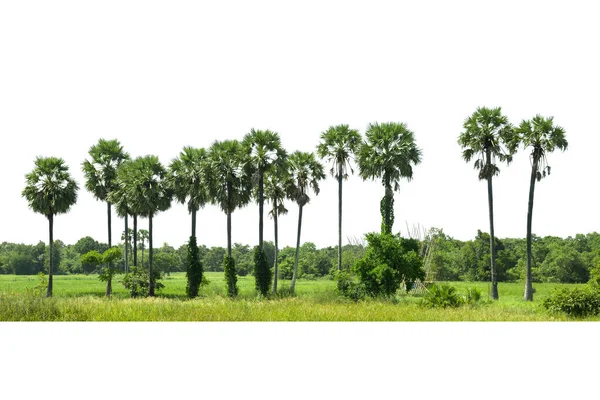 Drzewa Linia Palm Cukrowych Izolowana Białym Tle — Zdjęcie stockowe