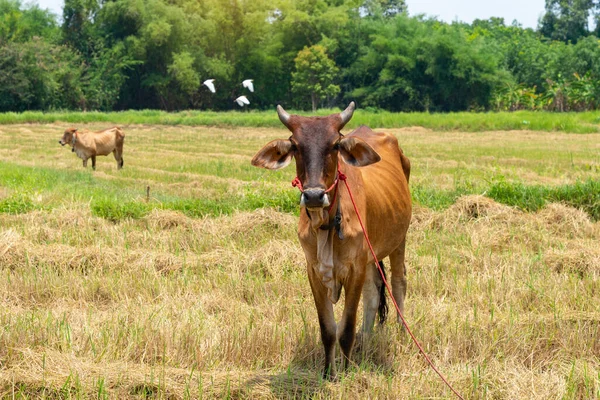 Tayland inekleri hasat sonrası pirinç tarlasında duruyorlar.. 