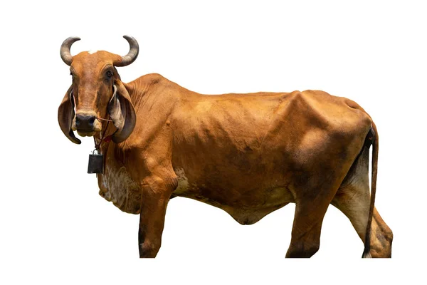 Vacas Sobre Fundo Branco Clipping Path — Fotografia de Stock