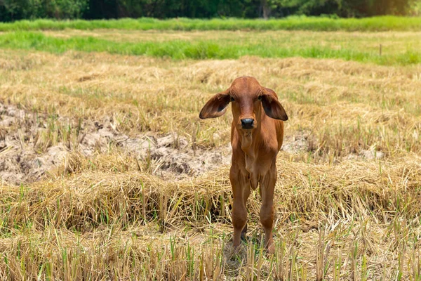 Vaca Bezerro Campo Arroz Bezerro Recém Nascido Nativo Alimenta Palha — Fotografia de Stock
