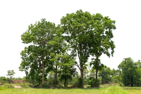 Zicht Een High Definition Boomgrens Geïsoleerd Een Witte Achtergrond Groene — Stockfoto