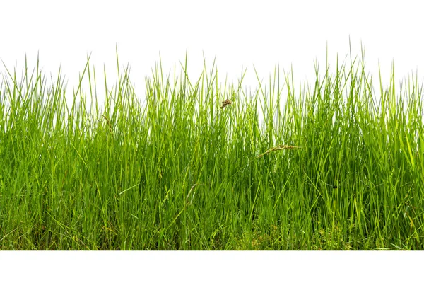 Isolated Green Grass White Background Close — Stock Photo, Image
