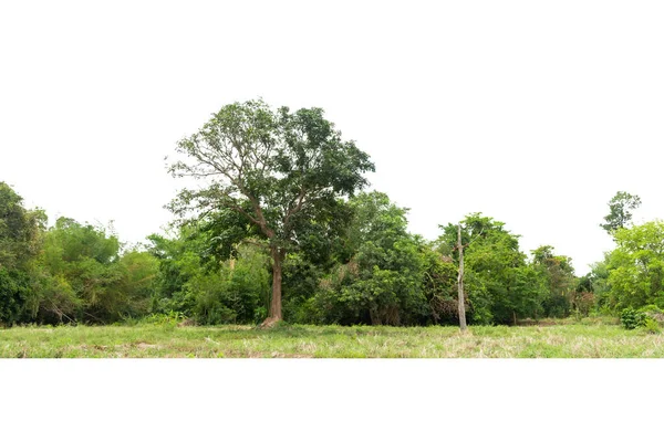 Över Högupplöst Treeline Isolerad Vit Bakgrund Gröna Träd Skog Och — Stockfoto