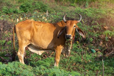 Yaz mevsiminde Lotus tarlasında duran inek.