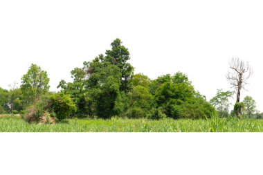 Yüksek çözünürlüklü ağaç hattının görüntüsü beyaz zemin, yeşil ağaçlar, orman ve yazın yeşillik.