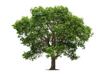 Beyaz zemin üzerinde izole edilmiş yeşil ağaç, beyaz zemin üzerinde izole edilmiş ağaçlar, tasarım, reklam ve mimari için izole edilmiş tropikal ağaçlar..