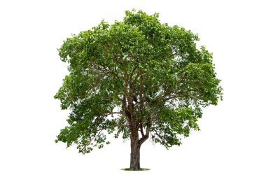 Beyaz zemin üzerinde izole edilmiş yeşil ağaç, beyaz zemin üzerinde izole edilmiş ağaçlar, tasarım, reklam ve mimari için izole edilmiş tropikal ağaçlar..