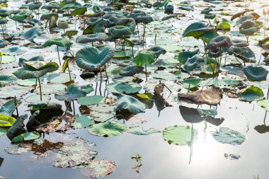 Lotus tarlası Tayland 'da yaz mevsiminde kuraklıktır..