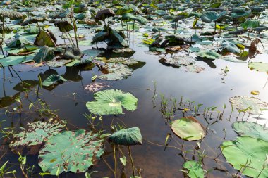 Lotus yaprakları, Lotus tarlası yaz mevsiminde kuraklıktır..