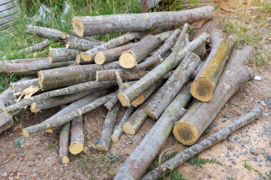 Yakacak odun, ormandaki yeni kesilmiş çam kütükleri üst üste istiflenmiş, seçici odaklanma..