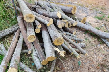 Yakacak odun, ormandaki yeni kesilmiş çam kütükleri üst üste istiflenmiş, seçici odaklanma..