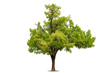 Beyaz zemin üzerinde izole edilmiş yeşil ağaç, beyaz zemin üzerinde izole edilmiş ağaçlar, tasarım, reklam ve mimari için izole edilmiş tropikal ağaçlar..