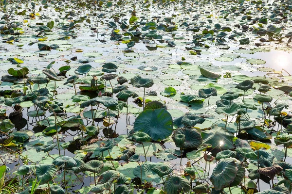 Ladang Lotus Adalah Kekeringan Musim Panas Thaiiand — Stok Foto