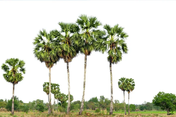 Árboles Líneas Palmeras Azúcar Aisladas Sobre Fondo Blanco —  Fotos de Stock