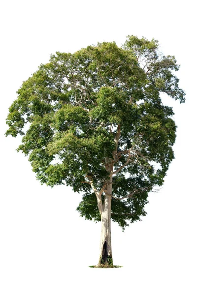 Isolierter Grüner Baum Auf Weißem Hintergrund Isolierte Bäume Auf Weißem — Stockfoto