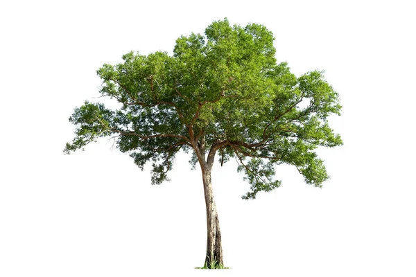 Isolierter Grüner Baum Auf Weißem Hintergrund Isolierte Bäume Auf Weißem — Stockfoto