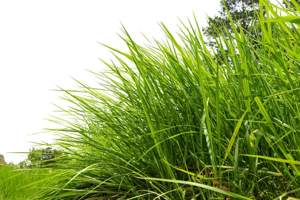 Textura Fondo Hierba Verde Fondo Textura Césped Verde Vista Superior — Foto de Stock