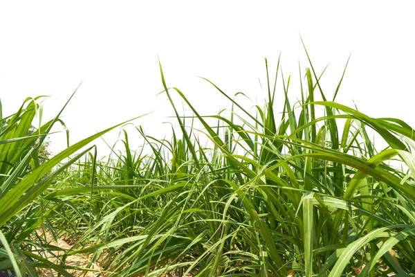 Fresh green linear leaf of Sugar cane isolated on white background, dicut with clipping path and copy space.