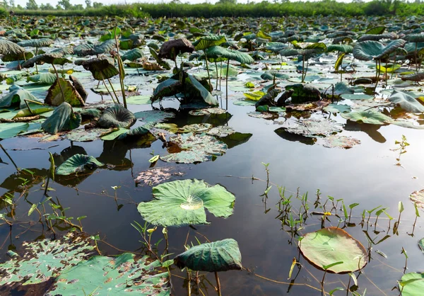 Ladang Lotus Adalah Kekeringan Musim Panas Thaiiand — Stok Foto