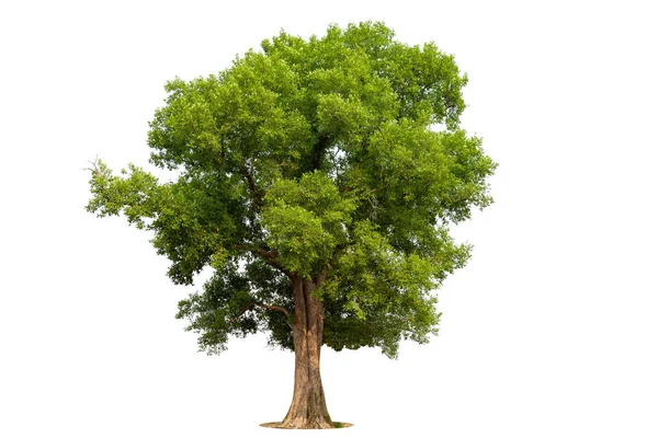Izolowane Zielone Drzewo Białym Tle Drzewa Odizolowane Białym Tle Tropikalne — Zdjęcie stockowe